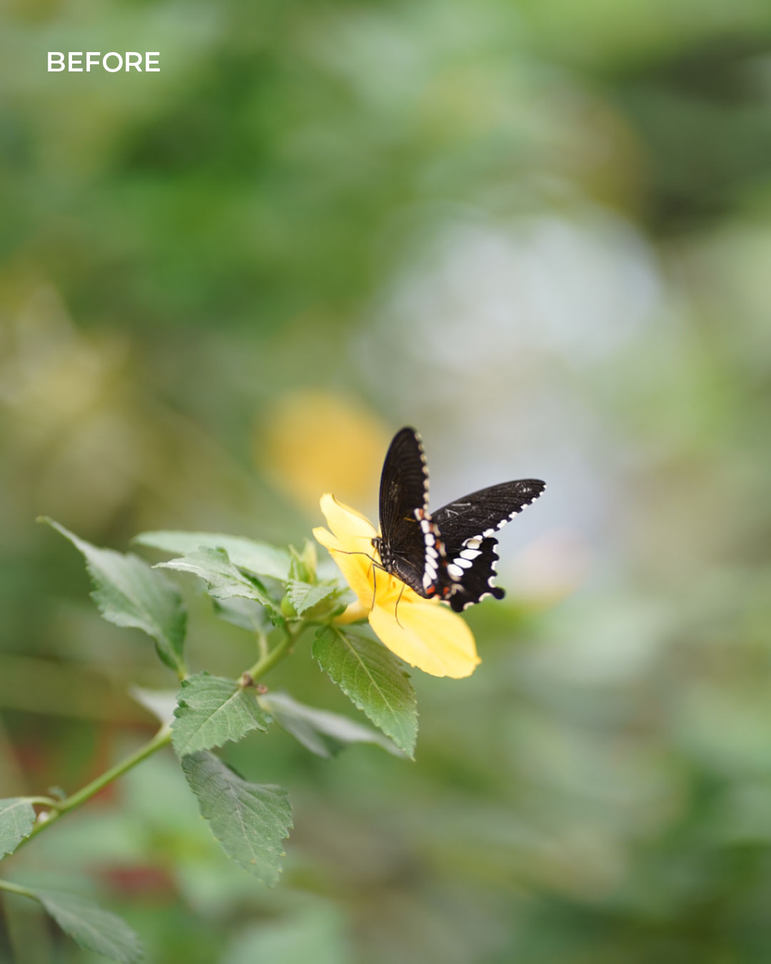 Nature Pop — before
