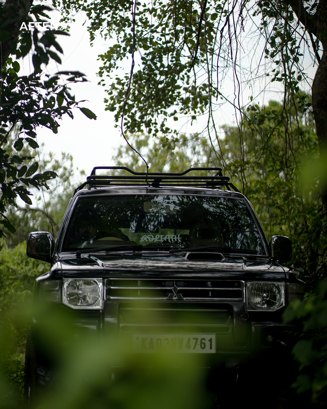 Forest Fade — after