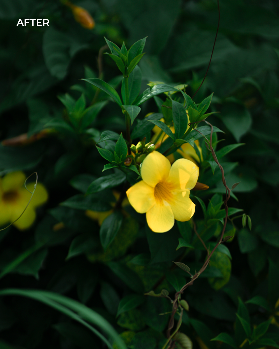 Golden Flora — after