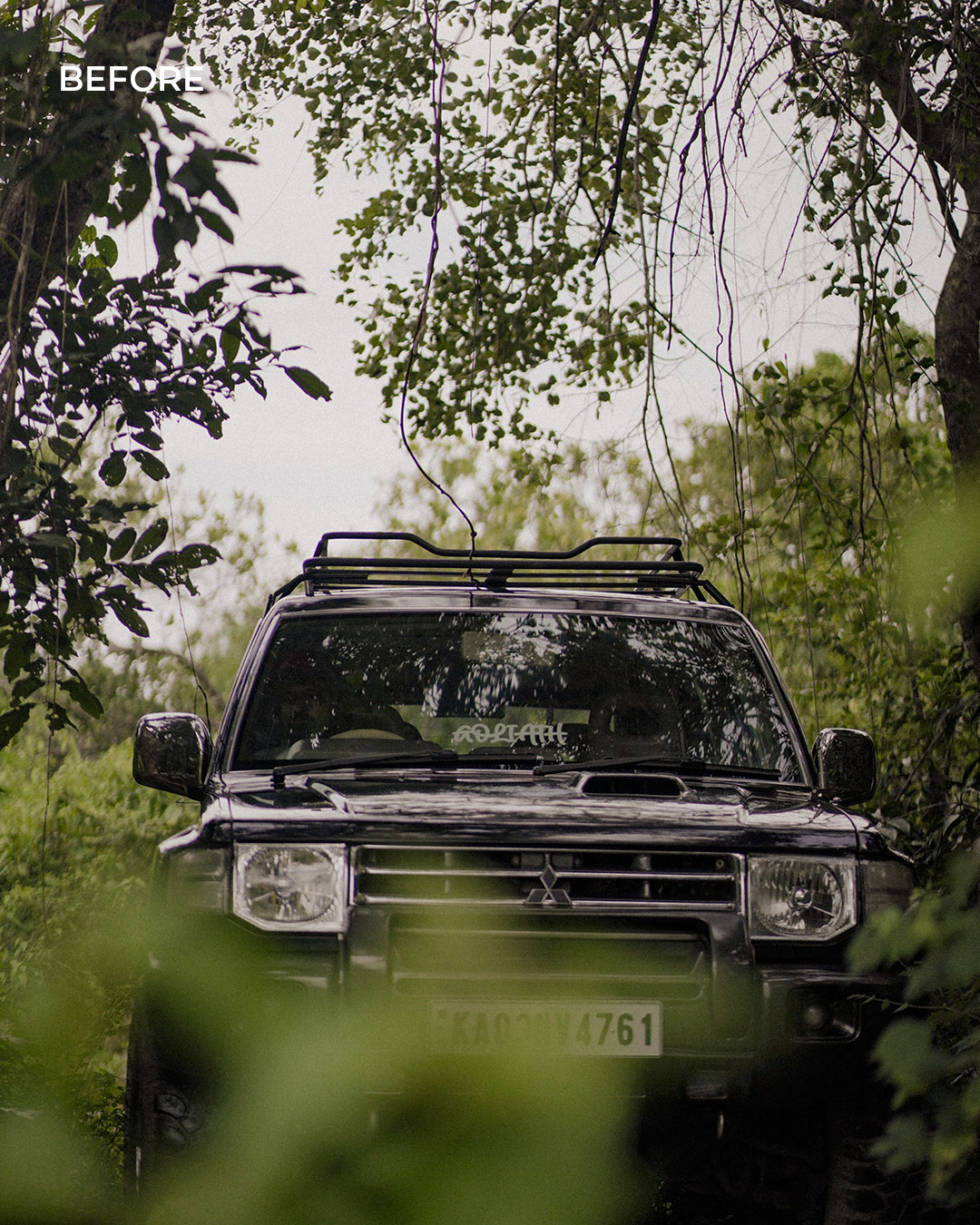 Forest Fade — before