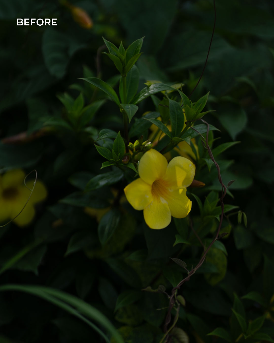 Golden Flora — before