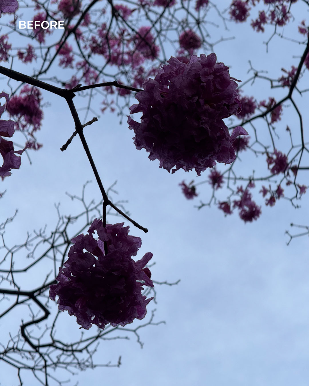 Sakura Dream — before